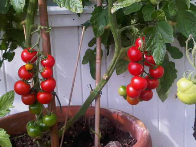 Vijfde bladeren frequentie tomaten kweken in de kas Archieven - Moestuin beginnenMoestuin beginnen -