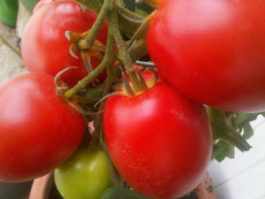 tomaten soorten
