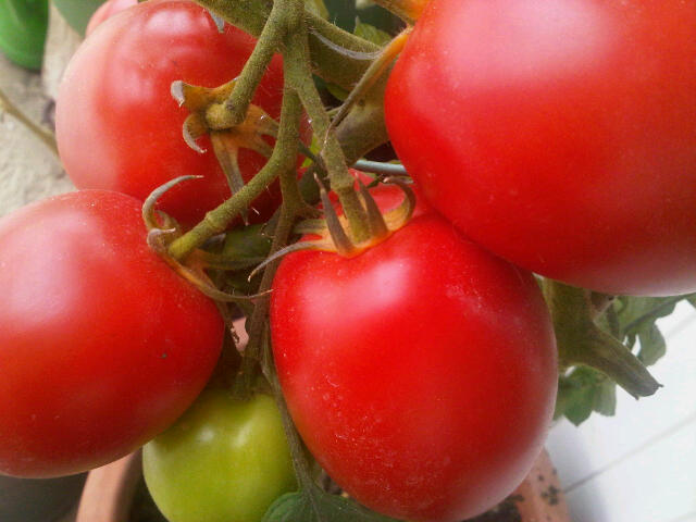 tomaten kweken dummies Archieven Moestuin beginnenMoestuin beginnen