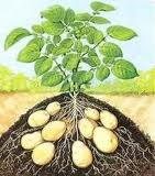 aardappelen oogsten