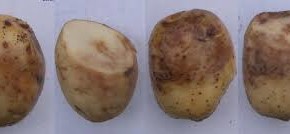 aardappelziekte knol