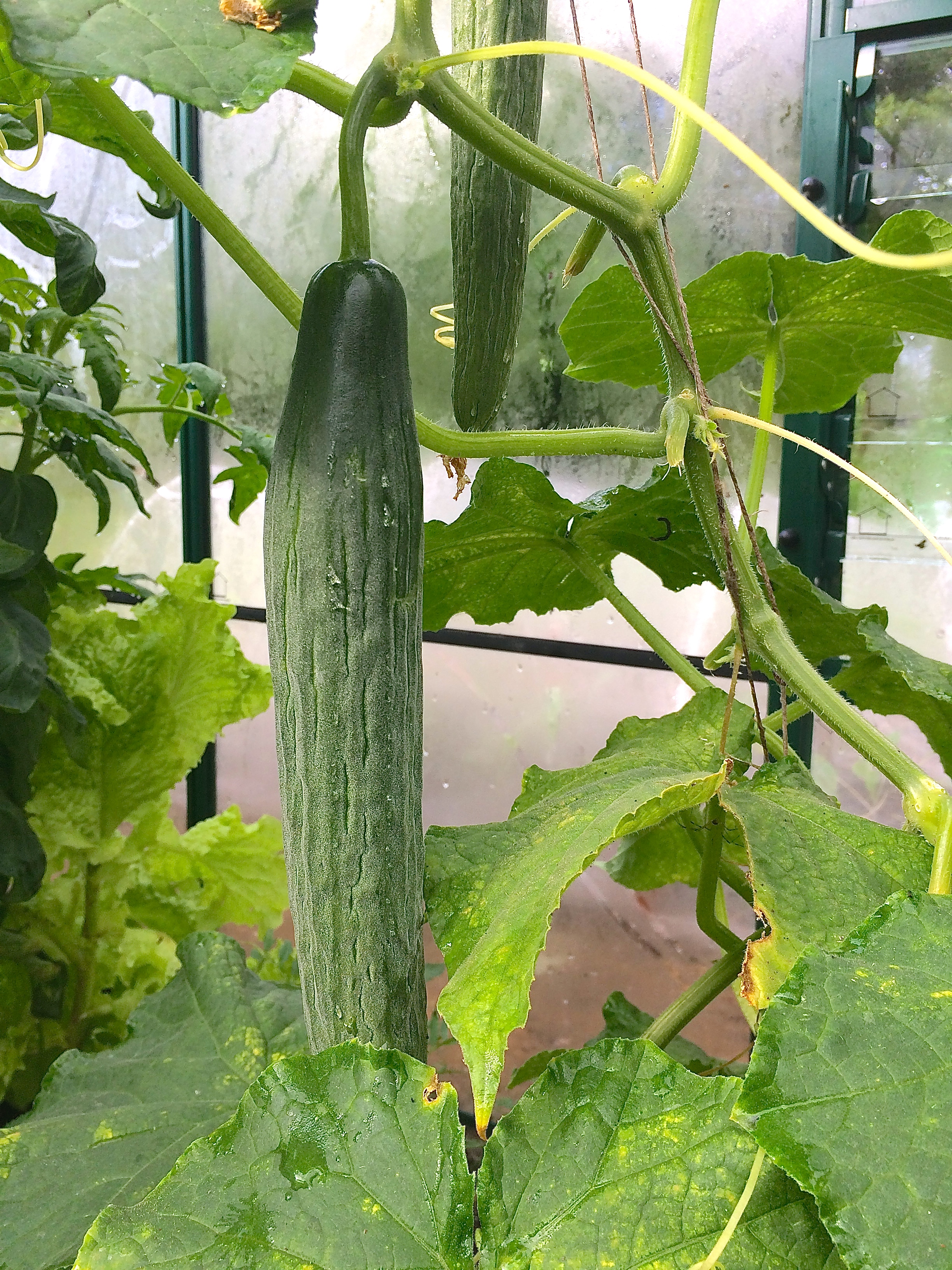 Graf Overtekenen zeil Komkommer kweken | Moestuin beginnenMoestuin beginnen -