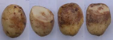 aardappelziekte knol
